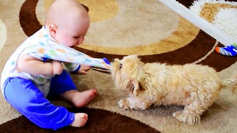 Funny baby playing with animals - funny pet videos -1