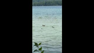 Baby wood duck hitching a ride