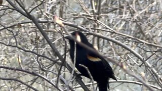 Tipped wing black bird