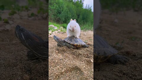 My cute Rabbit and turtle🥰 #shorts #rabbit #turtle