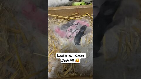 Baby bunnies act like popcorn… (Look at them JUMP!) 🥰 #shorts #animals #babyanimals