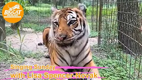 Singing Sunday with Lisa and Carole at Big Cat Rescue 07 30 2023 🐾🌍💧💚 🎵🐾💕