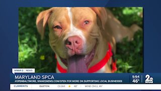 Aidan the dog is up for adoption at the Maryland SPCA