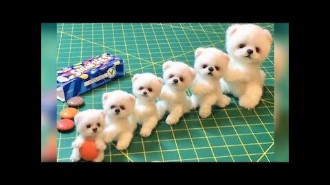 Video Anjing Lucu 🤣 Puppy Lucu - Kompilasi ❤️Binatang Lucu