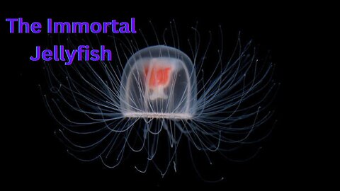 The Immortal Jellyfish