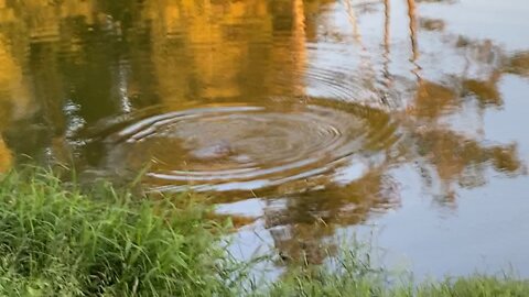 Sunset is Feeding Time at the Lake - Fish Jumping