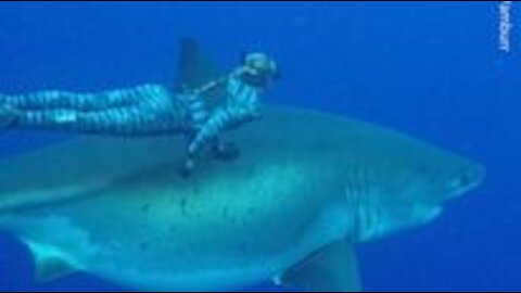 Divers swim with one of the biggest great white shark