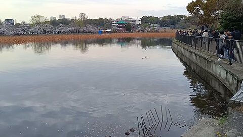 Pond in Ueno Park