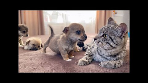 Funny Cat Reaction to Puppies [Kitty sees them for the First Time]