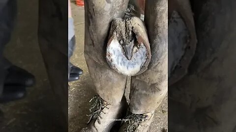 #samdracottfarrier #farrier #equestrian #oddlysatisfying #asmr #horsetok #horse #horses #farmtok #Le