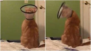 Gato com colar protetor acaba fazendo dança hilária