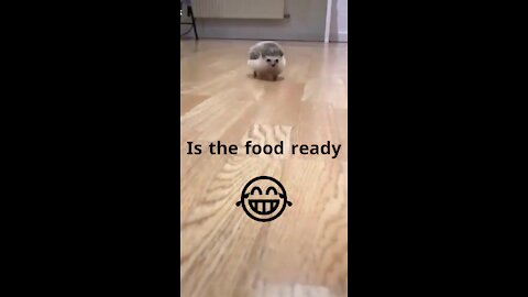 When the human says "food is ready ! 😂