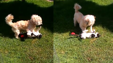 Sweet dog really wants to befriend kitty cat