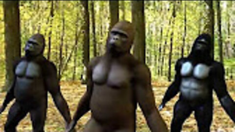 WATCH THESE AMAZING MONKEYS DANCING INDIAN TUNE[CHARI CHATTA PARI] TOO FUNNY