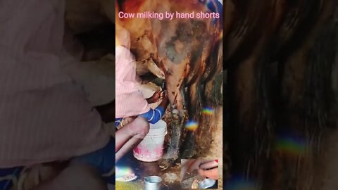 Cow milking by hand shorts, #Shorts, #cow,#milking cow by hand latest,#indian cow by hand,#gowmatha