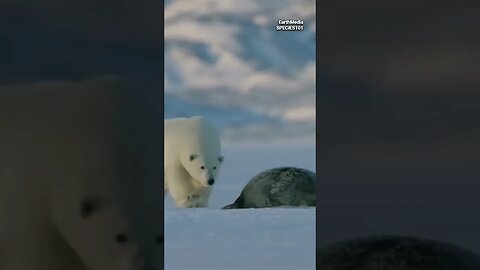 Debunking the Misconceptions of the Wild Seals and Sea Lions