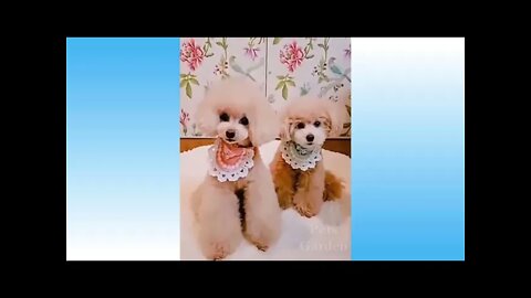 Funny pets and animals compilation videos 2021 #5 - Try not to Laugh