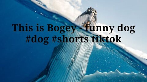 This is Bogey - funny dog #dog #shorts tiktok