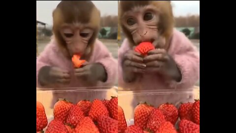 Monkey deserves an award for being the fastest eater