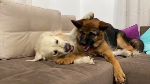 How the Golden Retriever and the German Shepherd Became Best Friends [Compilation]-14