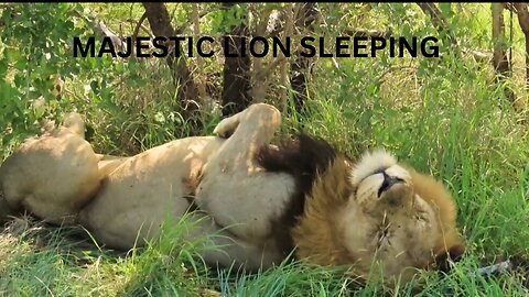 "Majestic Lion Sleeping Peacefully in the Wild"