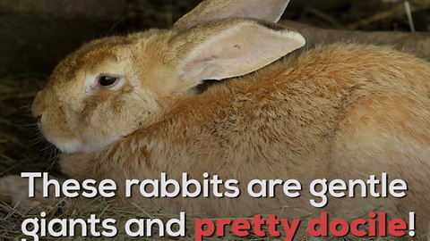 Flemish Giant Rabbits Are Really Big Bunnies