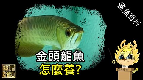 【龍爵士】龍魚百科-金頭龍魚-怎麼養