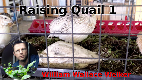 Raising Quail 1