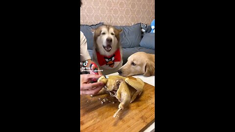 The Picky Pup" Watch as this choosy dog hilariously selects only the best treats!