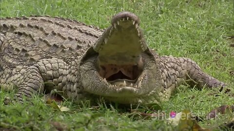 Croc Chronicles: Nile Crocodiles Up Close