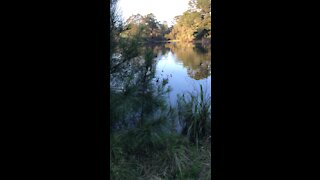 Dogs at Pond