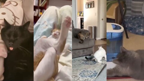 HILARIOUS CAT Makes fun! 😂 Funniest Cats Video