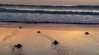 50 baby turtles try to reach the ocean