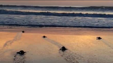 50 baby turtles try to reach the ocean