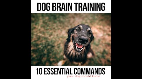 Dog Brain Training --> 10 Essential Commands Your Dog Should Know