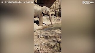 Elefante num jardim zoológico adora comer gelo 1