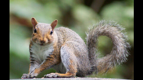 AM I NOT THE CUTEST LITTLE RED SQUIRREL YOU'VE EVER SEEN?