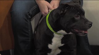 Pet of the Week - Emir