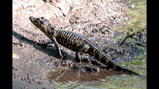 Hiking Rice Creek Conservation Area Near Palatka, Florida