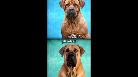 Tosa Inu Or Boerboel?🐕🐈