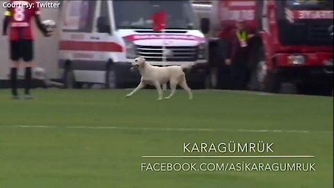 Canine interruption: How a dog interfered with a football match