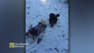 Snow can't stop this happy pup on wheels