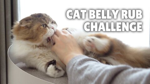 CAT BELLY RUB CHALLENGE | Kittisaurus