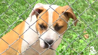 Nebraska Humane Society sees increase in heat-related calls