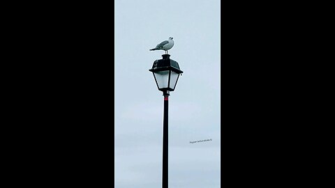 Seagull keeps watch