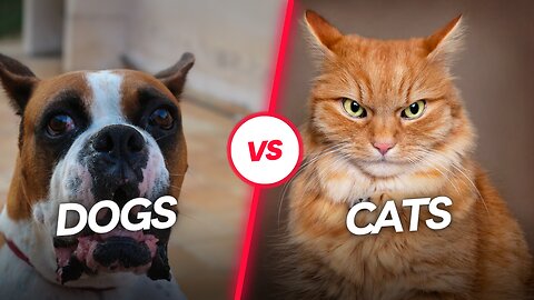 Dogs vs Cats