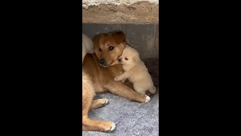 deep love of dog mother and puppy