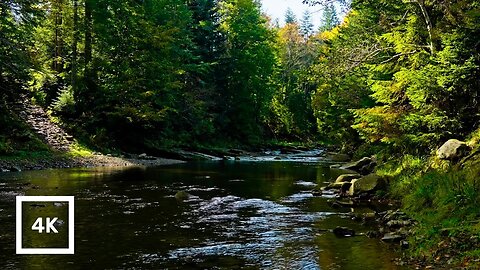 Forest River Nature Sounds - Gentle Stream with Birdsong | 4K Relaxing Nature Ambience for Sleep