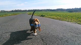 Basset ecological cleaning dog