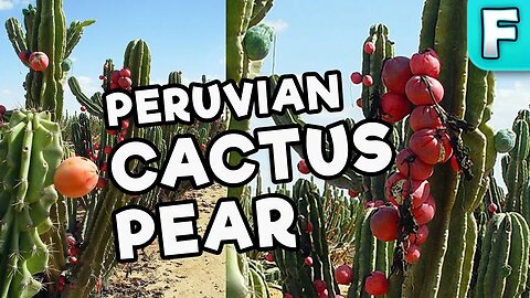 Peruvian Apple Cactus Fruit | Fruits You've Never Heard Of